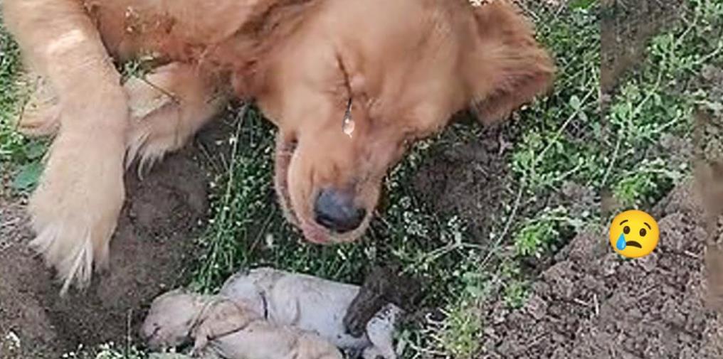 Grieving Rescue Dog Daise's Heartfelt Story of Unbreakable Maternal Love After Losing Her Puppies