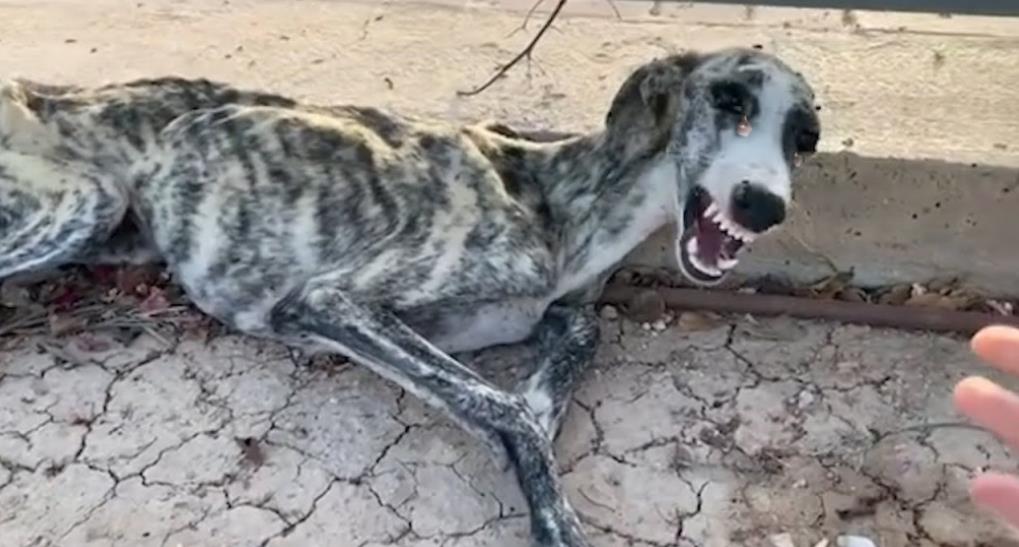 From Fragile to Faithful: Abandoned Hound's Journey to Hope and Healing Through Love