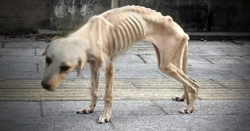 From Abandonment to Affection: The Story of a Forgotten Dog's Journey to Hope and Healing