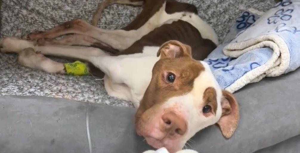 From Homeless to Hero: Skinny's Inspiring Journey from Neglect to Hope and Healing