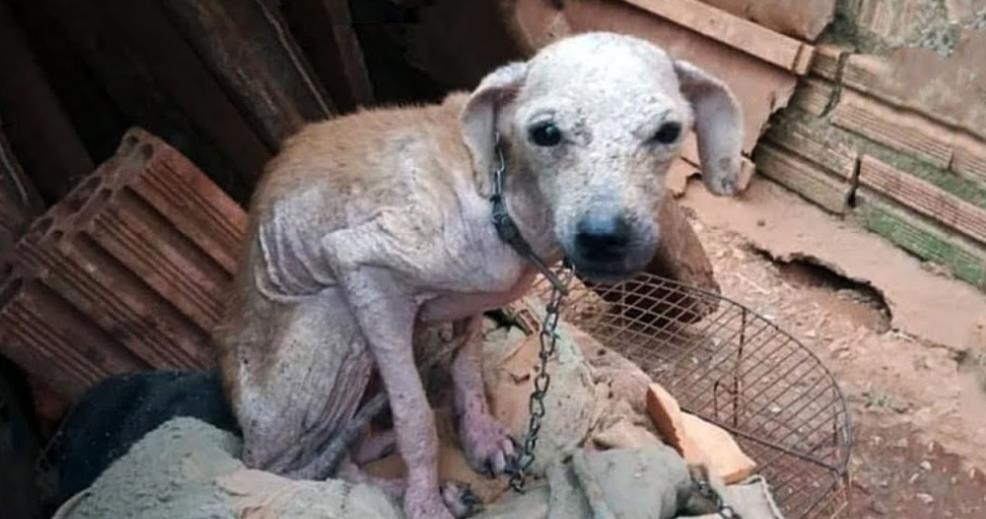 From Suffering to Smiles: Orange the Dog's Uplifting Journey to Health and Happiness
