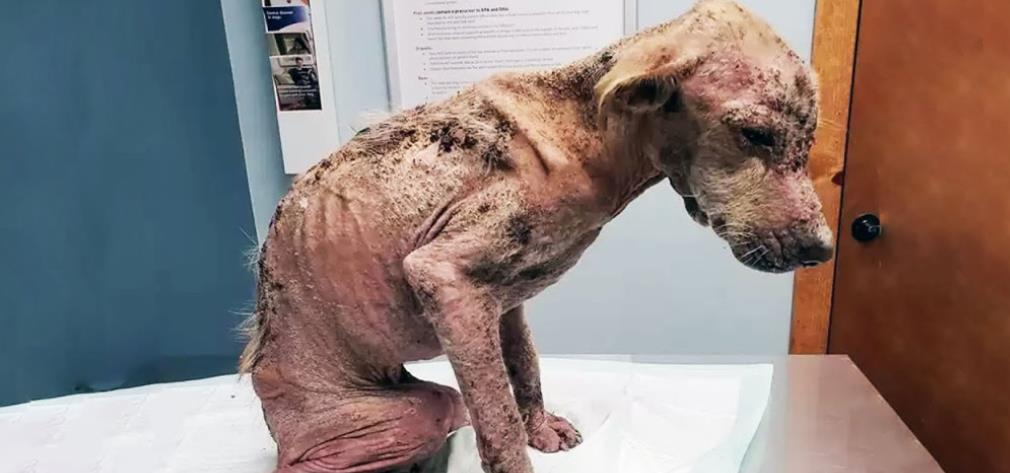 Ana's Incredible Transformation: From Struggling on the Streets to Cherished Family Companion