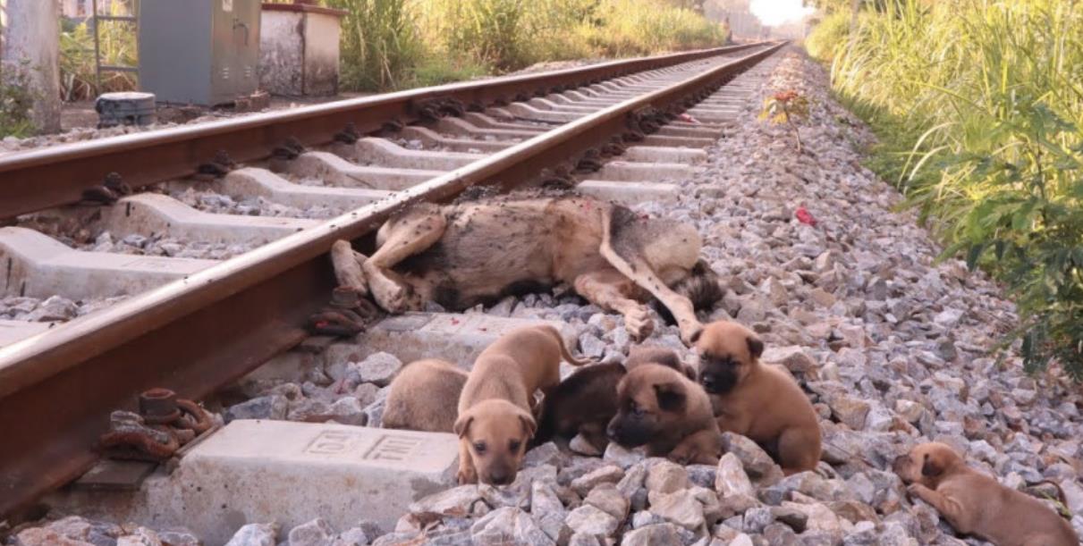 Rescued Orphaned Puppies Start a New Chapter of Hope and Healing After Tragic Loss