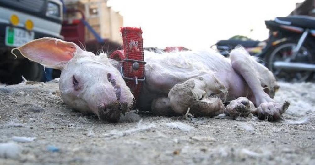 Heartbreaking Rescue Saves Abandoned Puppy After Failed Effort to Save Its Sibling