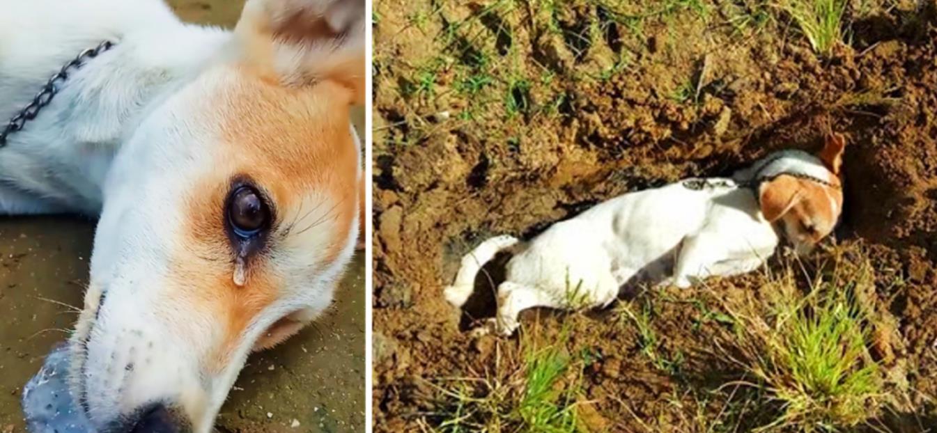 Brave Dog's Heroic Sacrifice Protects Family from Burglars in Touching Indonesian Story