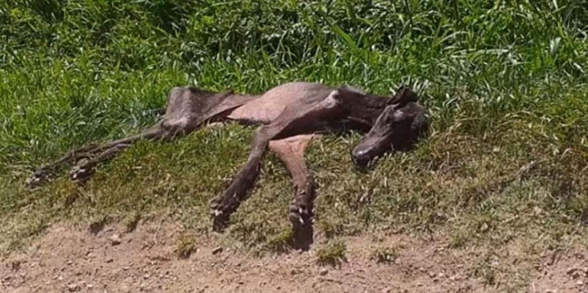 From Despair to Hope: A Dog's Emotional Rescue from the Shadows of a Cemetery
