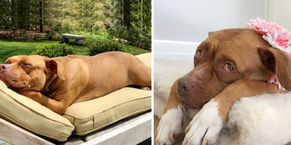From Abandoned to Thriving: Lola's Heartwarming Journey of Rescue and Rebirth