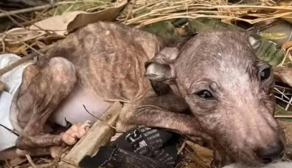 From Dump to Delight: Gorgojita the Puppy Overcomes Tragedy with Love