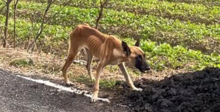 From Desperation to Joy: Abandoned Dog Rescued from Starvation Starts a New Life