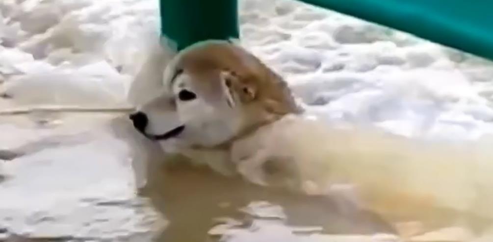 Heroic Rescue: Courageous Young Man Saves Dog from Powerful Floodwaters