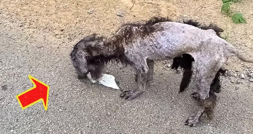 From Emaciated to Hopeful: The Touching Rescue of a Starving Stray Dog