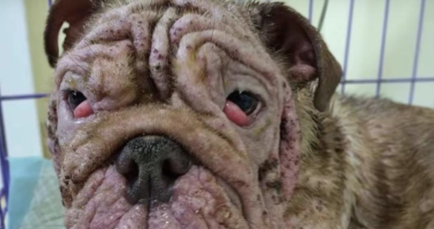 From Streets to Sunshine: The Touching Rescue of Bulldog Puppy Kennedy