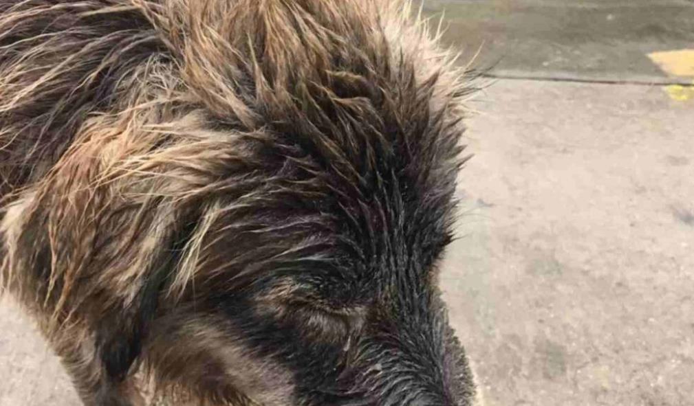 Rescue Paws: How a Rainy Day Rescue Changed Cassie's Life Forever