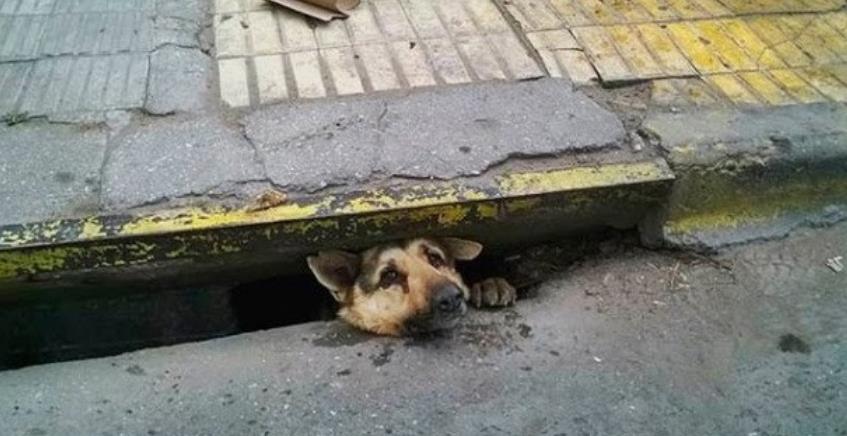 Dog Trapped in Sewer for Four Days Rescued by Relentless Community in Argentina