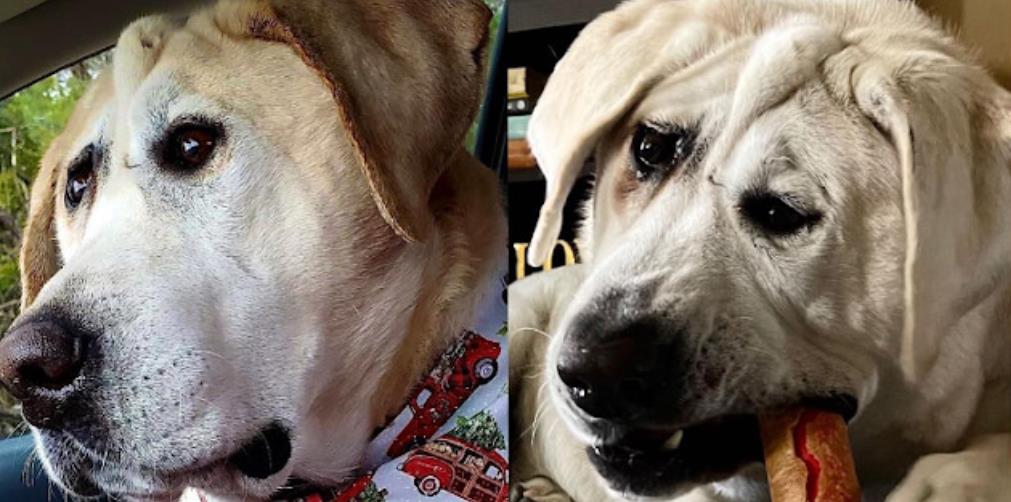From Rejection to Unbreakable Bond: Beaux Tox's Journey to Self-Acceptance and Inner Strength