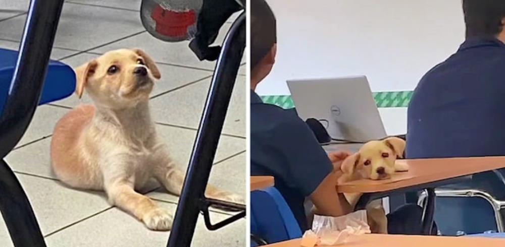 Stray Puppy Becomes UABC's Cherished Mascot, Uniting and Bringing Joy to the Campus Community
