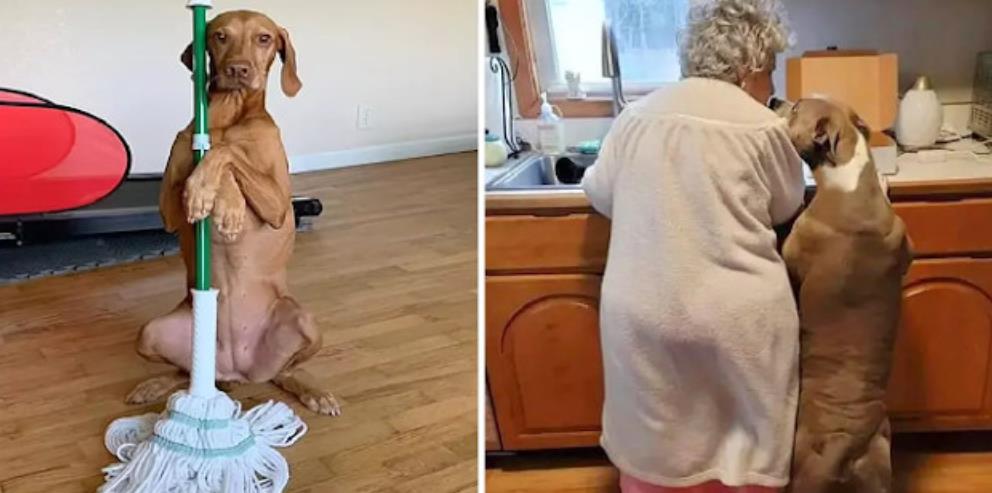 Unbreakable Bond: 95-Year-Old Maria and Max, the Dog Touching Hearts Around the World