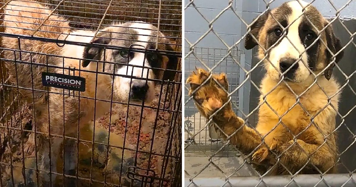 5b840598007af67859bb640928754bab_Giant%20Dog%20Who%20Lived%20In%20A%20Crate%20For%206%20Years%20Freaks%20Out%20Over%20Her%20First%20Cheeseburger%20_%20The%20Dodo%200-0%20screenshot(1)(2).png
