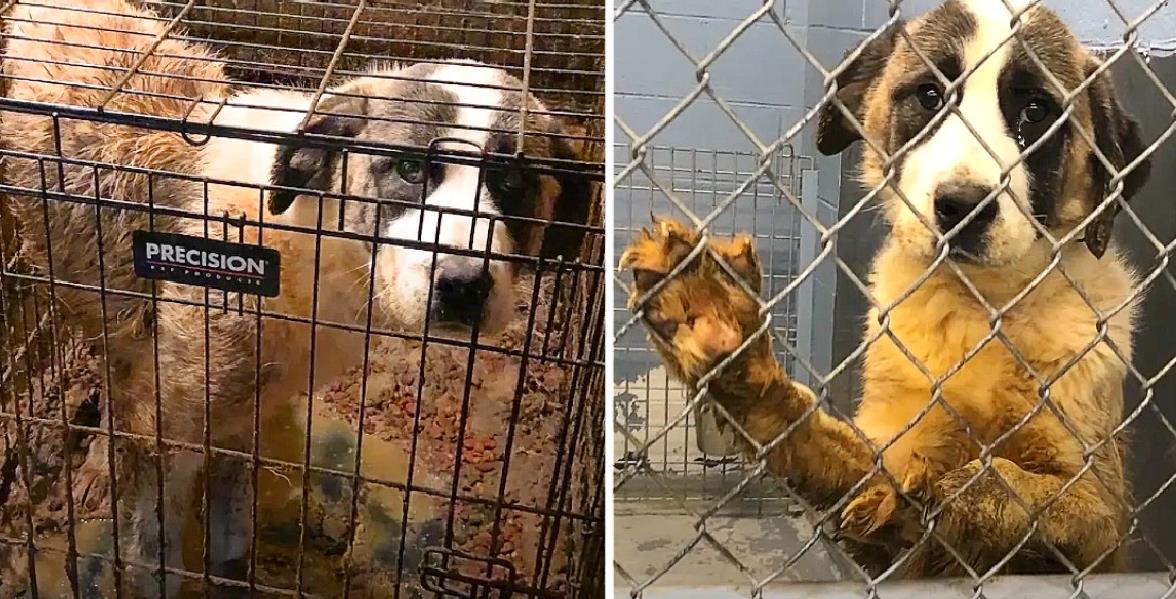 Abandoned and confined in cramped cages, a giant dog watched her life slip away over six agonizing years, trapped in despair and neglect.