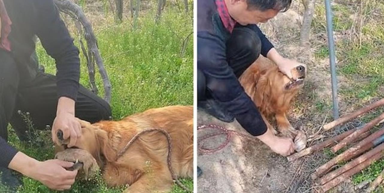 Devastated Mother Dog Grieves Over Her Lost Puppies, Reluctantly Digging Their Grave in Heartbreaking Devotion.