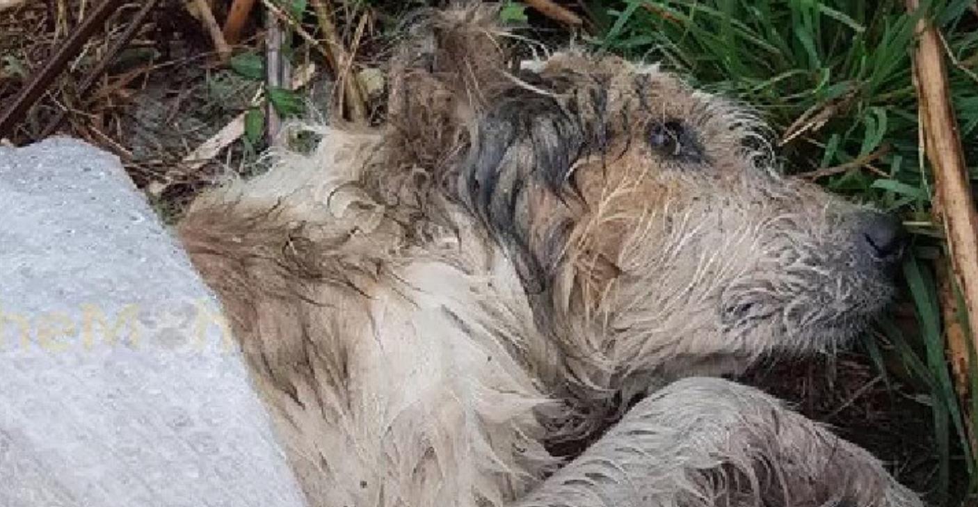 Abandoned Dog Left Alone in the Woods Finds Hope After Kind Strangers Give Him a New Chance