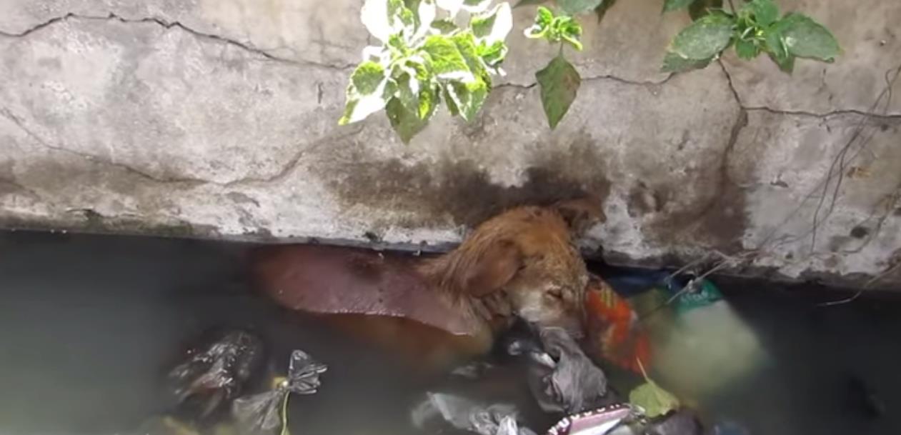 Heartbreaking Rescue: Abandoned Dog Found Sleeping in a Water-Filled Roadside Hollow