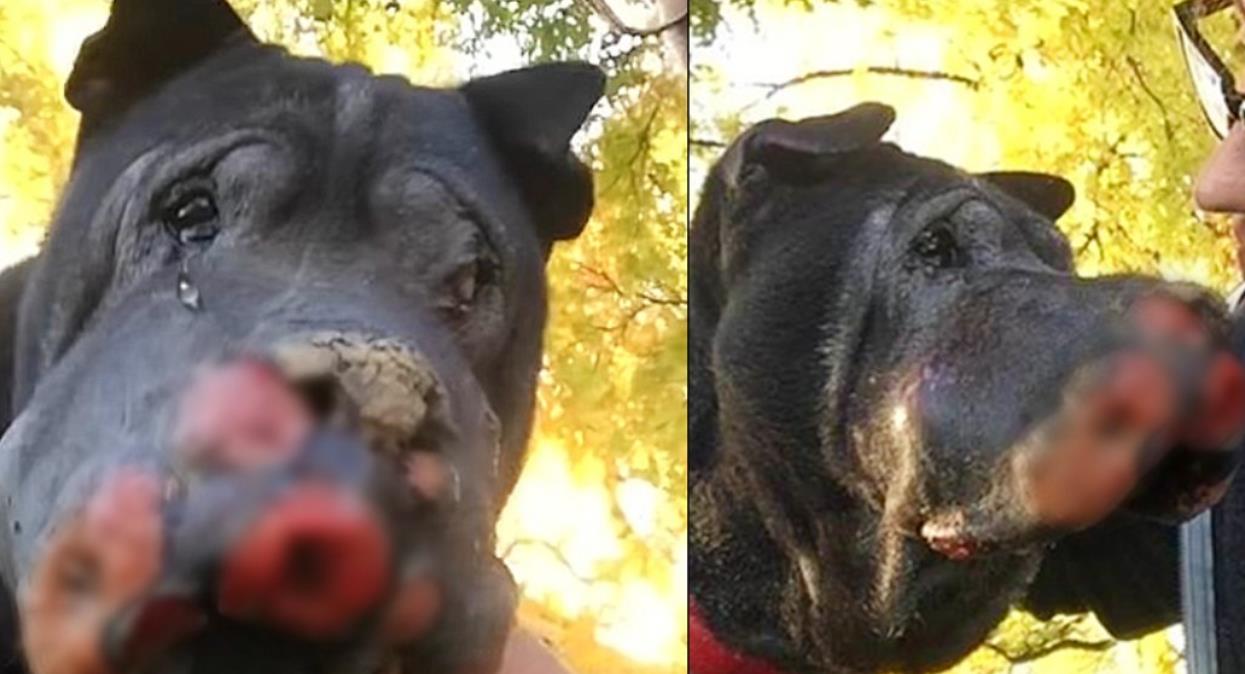 Heartfelt Rescue: A Little Boy Saves a Dying Dog Who Cries as They Say Goodbye