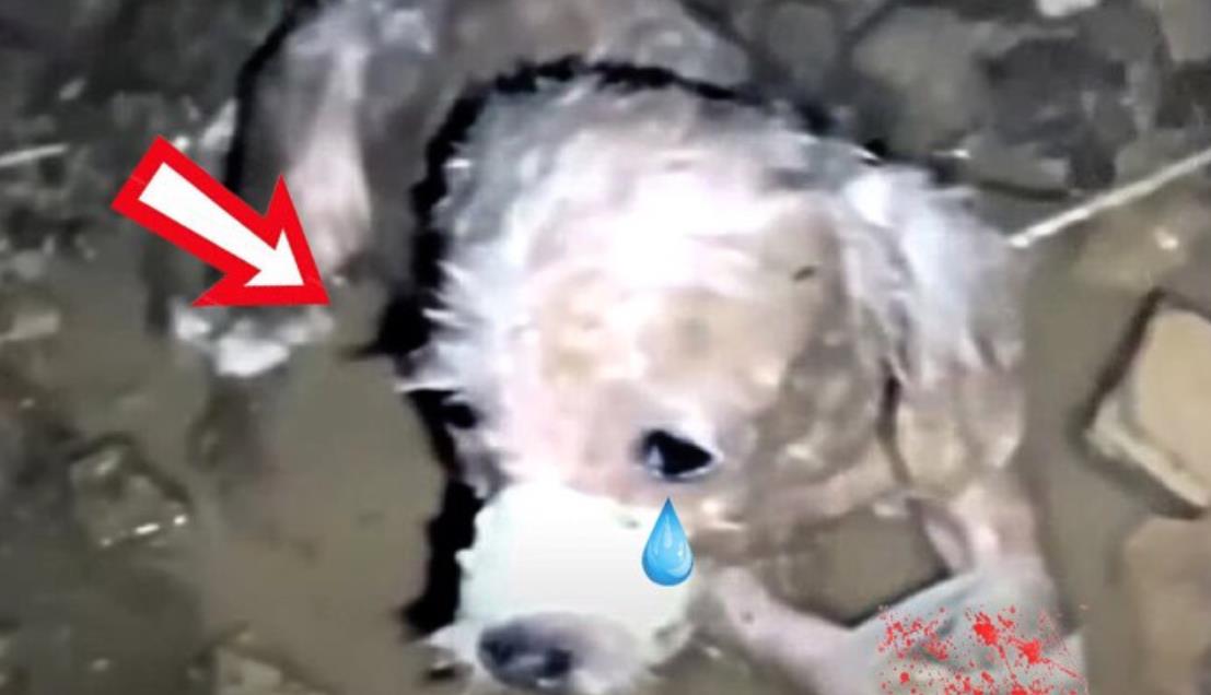 From Lost to Loved: Lucky's Heartwarming Journey to Health and Happiness