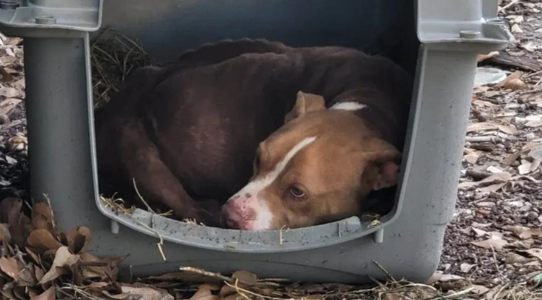 Starving Dog Ate Anything She Could To Stay Alive After Cruel Abandonment