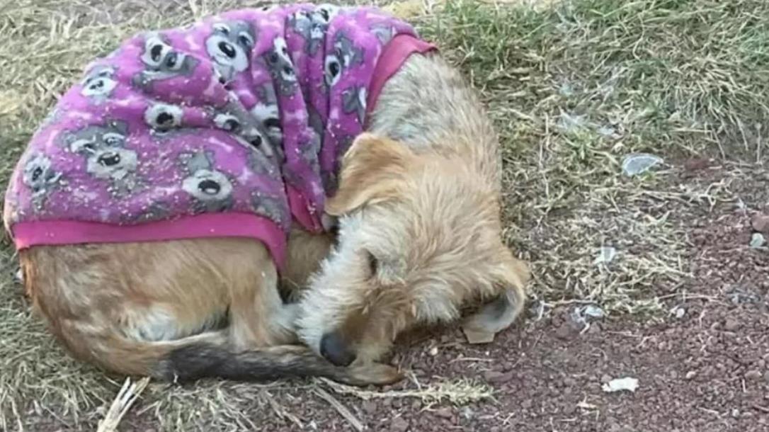 Stray Dog Who Was Curled Up In A Purple Sweater Patiently Waits For A Helping Hand