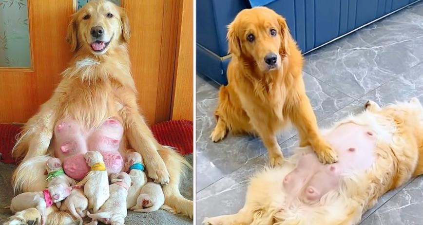 The Golden Retriever displays extraordinary devotion by taking care of his pregnant mate.