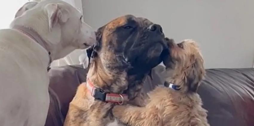 Abused Dog, Rex, Has The Pawfect Siblings To Help Him Overcome Anxiety