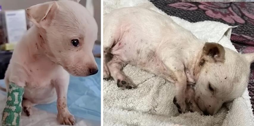 The tiny puppy, weak and crying alone, was abandoned on a hill at night, facing a desperate and heartbreaking situation.