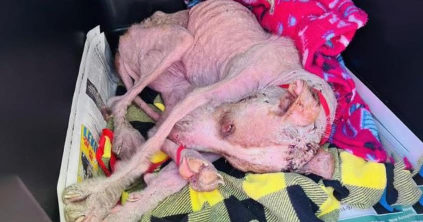 Magnus's Miraculous Journey: From Abandoned and Frail to Vibrant and Loved Companion
