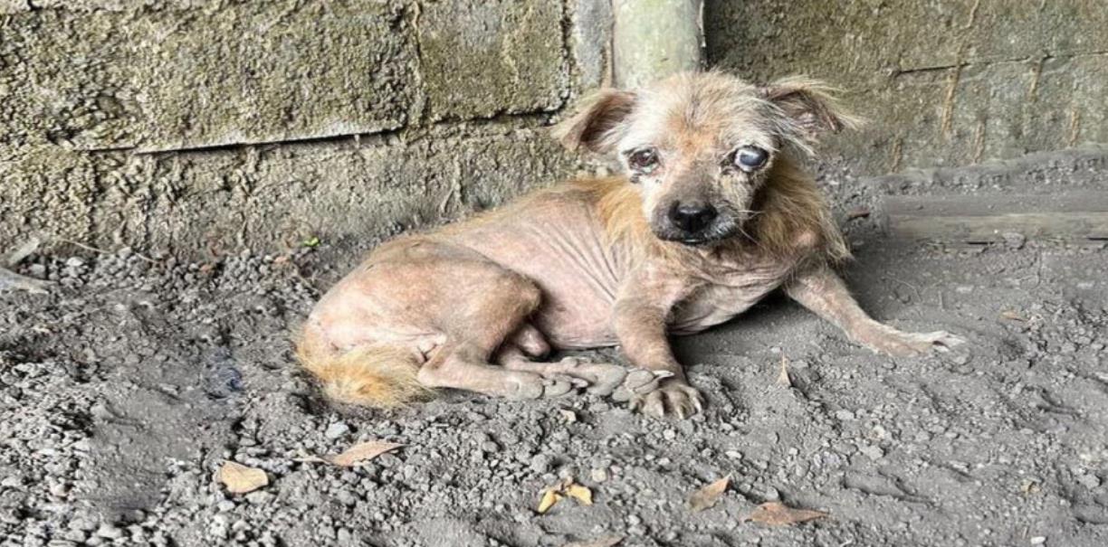 Abandoned and Blind, This Resilient Dog Seeks a Second Chance at a Loving Home