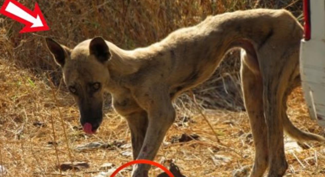 Heroic Rescue Transforms Suffering Dog's Fate: A Tale of Compassion and Healing