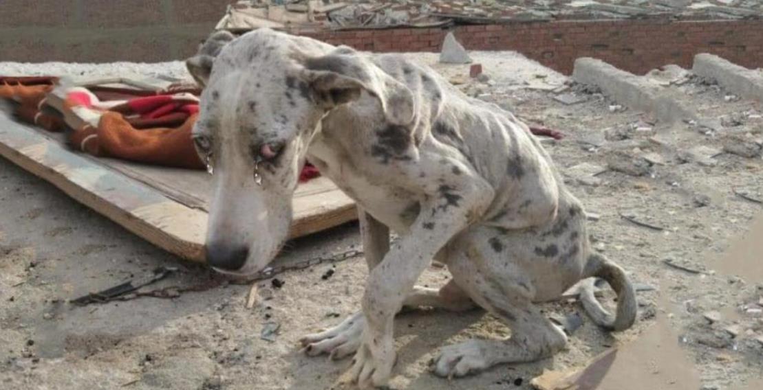 From Stones to Strength: Angelo's Journey from Abandoned Puppy to Playful Hero