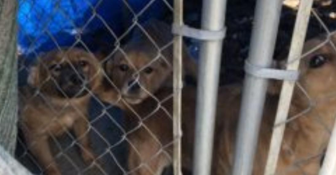 Rescued Shelter Puppy Comforts Her Sister with a Hug