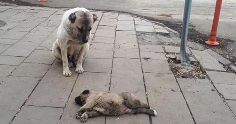 The mother dog cried next to her deceased puppy, determined to protect it from anyone who came near