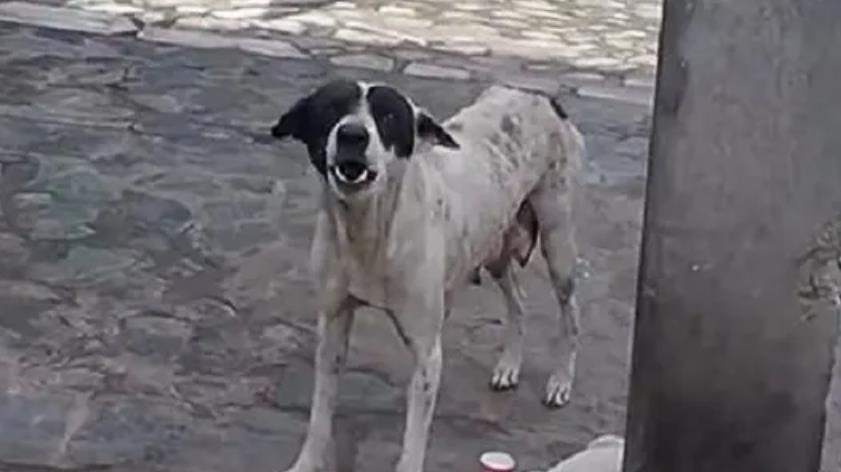 A Scared Mama Dog Kept Crying For Help Until Rescuers Stepped In To Save Her Injured Little Baby