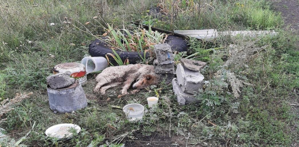 Rescuer's Compassion Revives Abandoned Dog Bunny in Remarkable Journey to Recovery