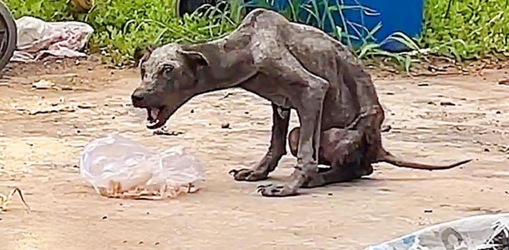 Rescued Dog Pan Pan Finds New Life, Love, and Home on Journey to Healing