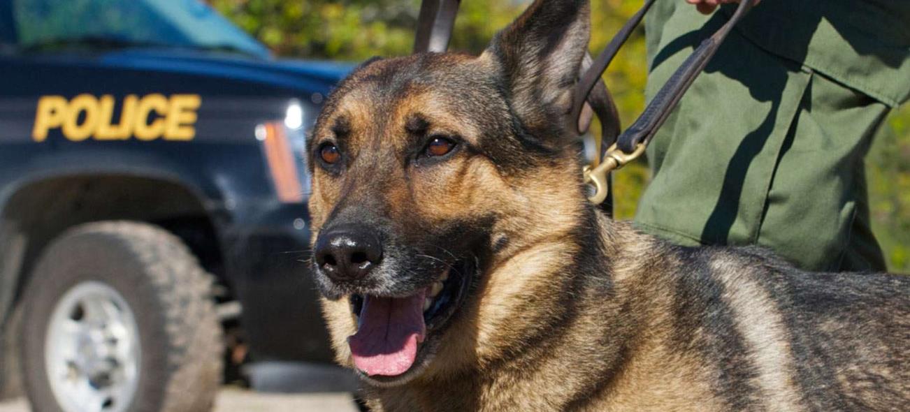 HEART-STOPPING: A K9 and law enforcement rescue a young girl swept away by floods in Texas. After 24 hours, a single bark led to a miraculous rescue that brought rescuers to tears.