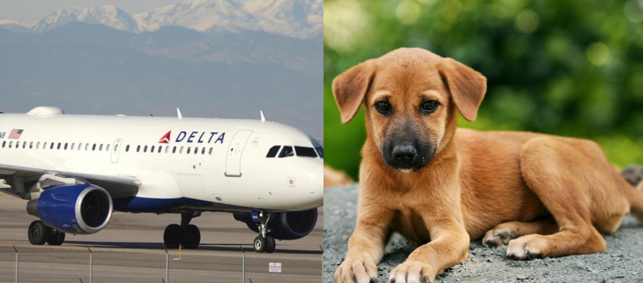 Delta Flight Makes Emergency Landing to Save a Dying Dog — The Pilot's Rare Decision and What 180 Passengers Did Next Will Restore Your Faith in Humanity
