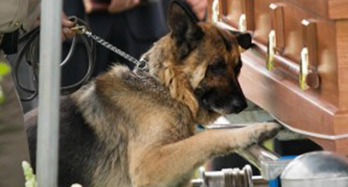 "K9 Max's Final Act of Heroism: Heartbreak in the Flood Zone" Through rising waters and chaos, K9 Max led families to safety, never stopping — even as his body failed. Today, he gave his life for the land he swore to protect.