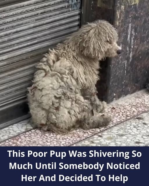 Kind Stranger Rescues Shivering Dog Struggling Alone in the Cold