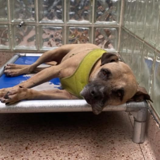 Heartbroken Dog Returned to Shelter After Losing His Beloved Owner