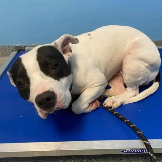 Shivering Shelter Dog Waits Hopefully for Someone to Give Her a Forever Home