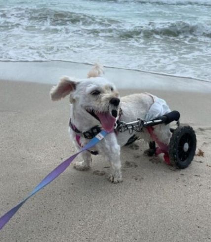 Paralyzed Dog Takes First Steps in the Ocean — A Heartwarming Moment of Triumph