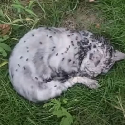 Lifeless Cat Found in Grass, Covered in Flies — But What Happened Next Will Move You